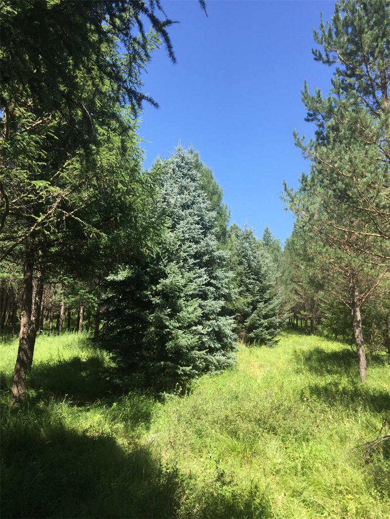 塞罕壩明珠七星湖 詩(shī)情畫(huà)意似仙境(圖11)