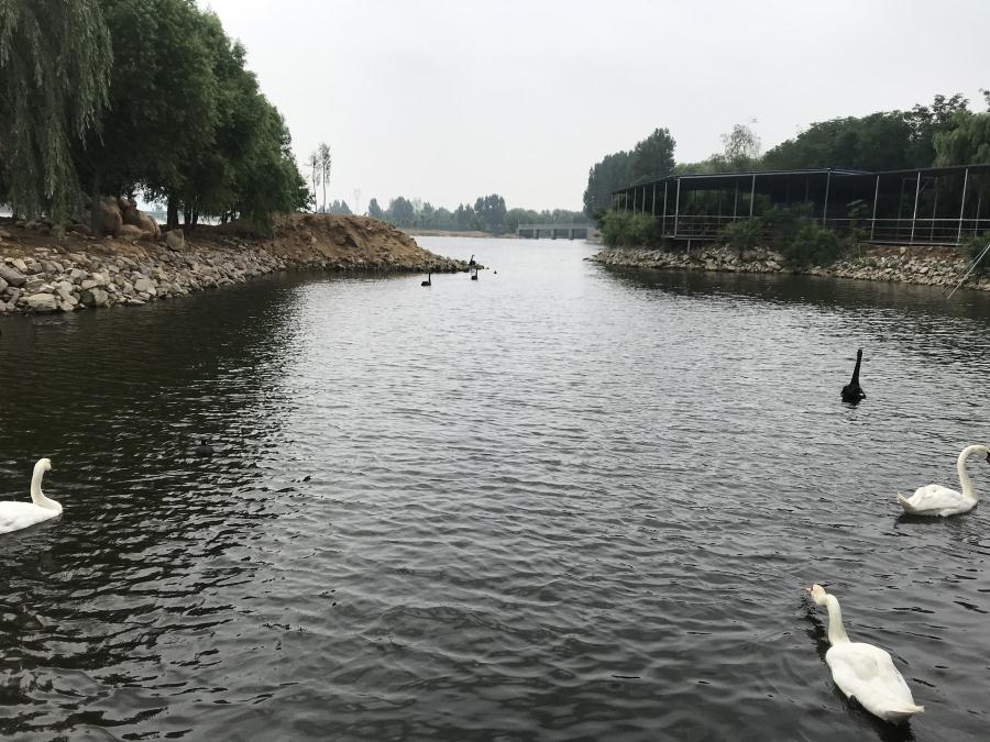 天鵝湖風景區(qū)（泰山）速覽！(圖14)