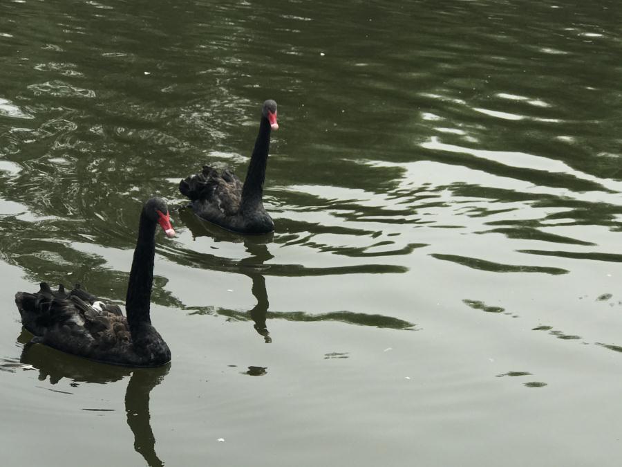 天鵝湖風景區(qū)（泰山）速覽！(圖13)
