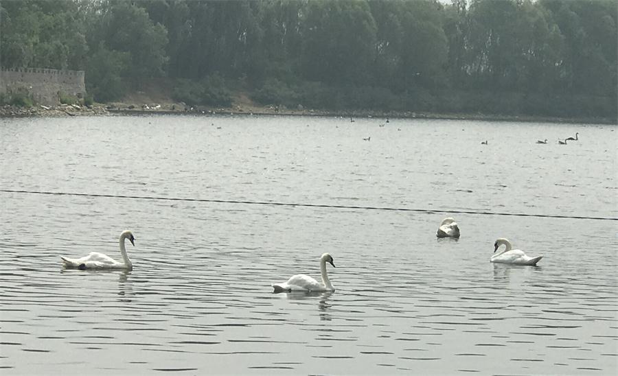 天鵝湖風景區(qū)（泰山）速覽！(圖18)